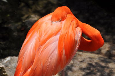 Close-up of orange bird