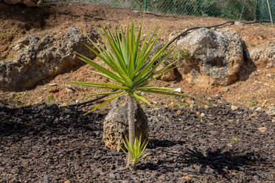 Plant growing on field