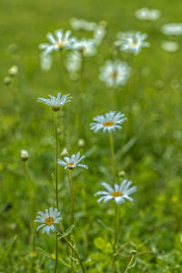 Close-up of white flowers