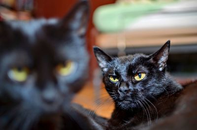 Close-up portrait of black cat