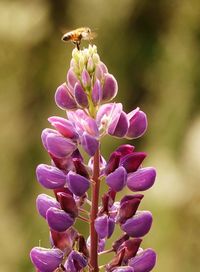 Close-up of purple flowering plant