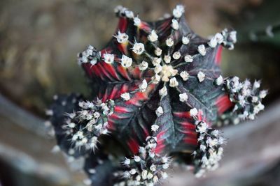 Close-up of plant in snow