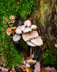 Close-up of mushrooms growing on field