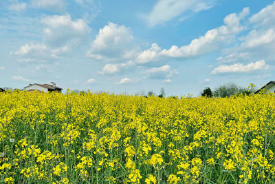 Scenic view of oilseed rape field against sky
