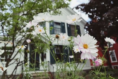 Close-up of white flowering plants