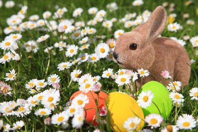 Close-up of toys on field