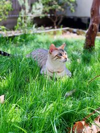 View of a cat lying on grass