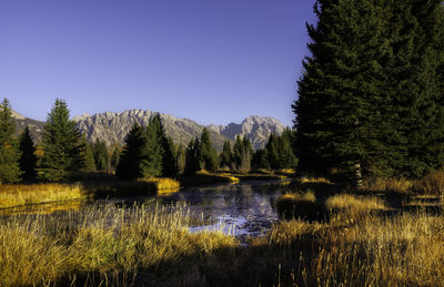 Scenic view of lake in forest against clear sky