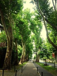 Road passing through forest