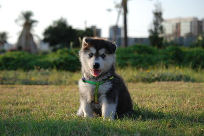 Dog sitting on field