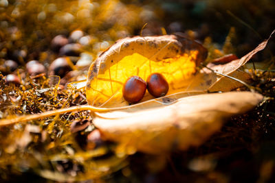 Close-up of fruits on dry leaf