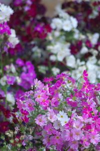 Close-up of pink flowering plants in park