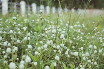 Close-up of white flowering plants on field