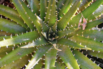 Full frame shot of succulent plant