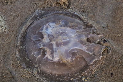 High angle view of starfish on beach