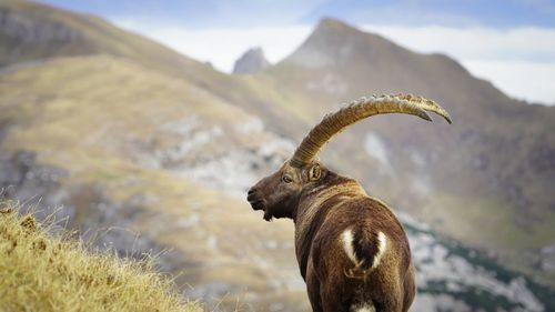 Imposing male ibex in the swiss alps.