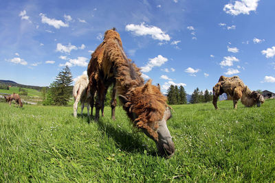 Sheep grazing in a field