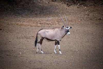 Gemsbok walks across stony ground by slope