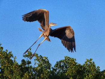 Low angle view of eagle flying against blue sky