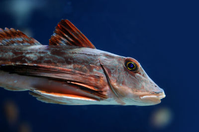 Close-up of fish swimming