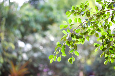 Close-up of leaves on tree