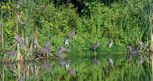 View of birds in lake