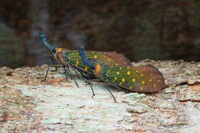 Close-up of grasshopper on rock