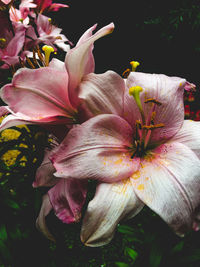 Close-up of day lily blooming outdoors