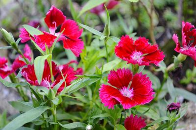 Close-up of red flowering plants