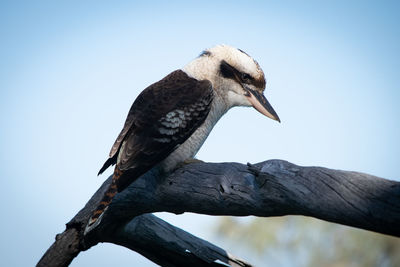 Australian kookaburra