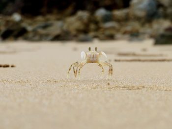 Close-up of crab on sand