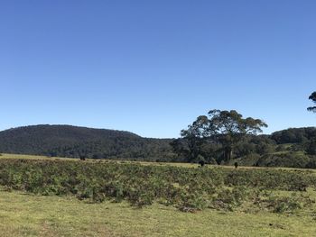 Scenic view of field against clear blue sky