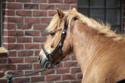 Close-up of a horse against wall