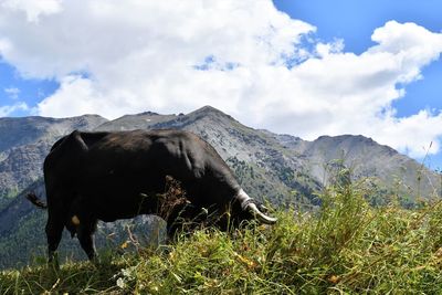 Grazing cow with mountain peaks, cogne, aosta valley 