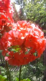 Close-up of red flowers