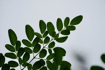Low angle view of plant against sky