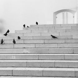 Pigeons on steps against closed door