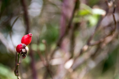 Close-up of red berries on tree