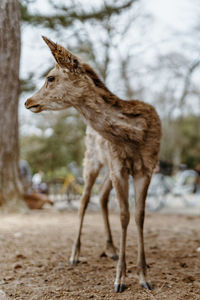 Side view of deer standing on field