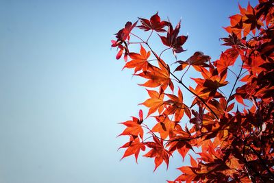 Low angle view of maple tree against sky