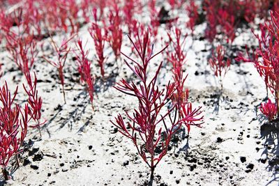 Close-up of frozen plant on field during winter