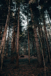 Trees in forest