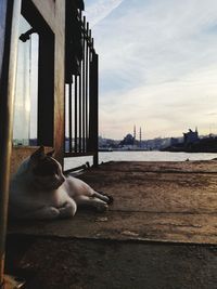 Dog sitting in a front of built structure