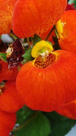 Close-up of orange water drops on red flower