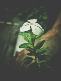 Close-up of white flowers blooming outdoors