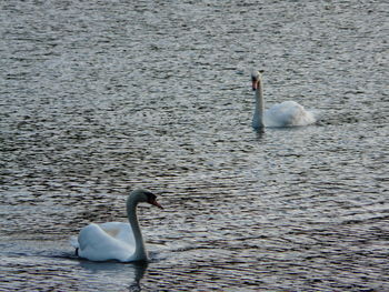 Swan swimming in lake