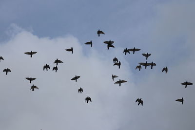 Low angle view of birds flying against sky