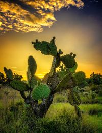 Cactus growing on field against sky during sunset