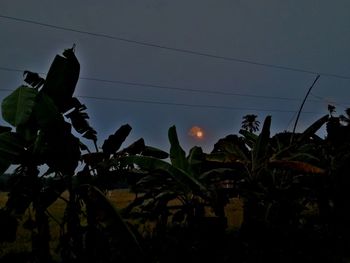 Low angle view of silhouette plants against sky at sunset