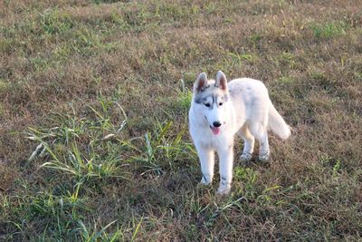 Portrait of dog standing on field